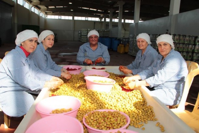 Sofralık zeytin ihracatında tarihi rekor