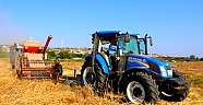 Çeşme’de ‘karakılçık buğdayı’ hasadı başladı
