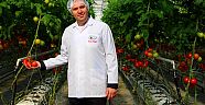 ÇOCUKLARIN GÜVENLE YİYEBİLECEĞİ DOMATES ÜRETİYORLAR