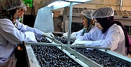 Hacı adayları Türk zeytin ve zeytinyağı yiyecek