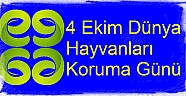 Hayvanlar, Aynı Gezegende Yaşamı Paylaştığımız Canlılardır!