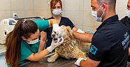 Kısırlaştırılan kedi-köpek sayısı iki katına çıktı