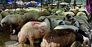 Kurban Bayramına İzmir Hayvan Pazarları Hazır