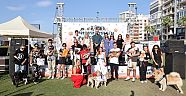 Patilerin Festivali can dostlara yuva oldu