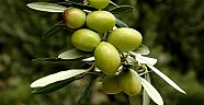 Sofralık zeytin ihracatına yeşil zeytin damga vurdu 