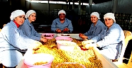 Sofralık zeytin ihracatında rekor