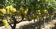 Superior Seedless çeşidi sofralık üzümün ihracat yolculuğu 11 Temmuz’da başladı