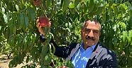 Türkiye şeftali ve nektarin üretiminde dünya üçüncüsü, ihracatında dünya ikincisi