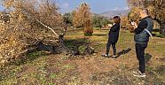 Zeytin ağaçları küllerinden doğacak