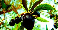 Zeytin atığı toprağa can veriyor!