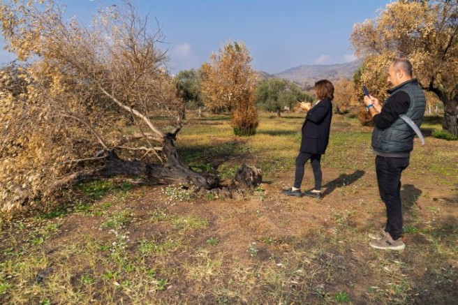 Zeytin ağaçları küllerinden doğacak